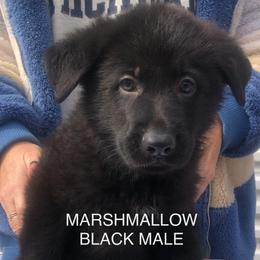 Marshmallow - Black male German Shepherd puppy in Blairsville, Georgia from Black Sheep German Shepherds