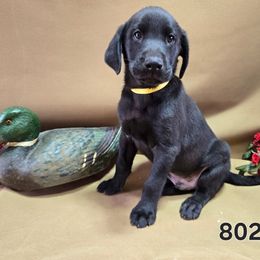 Boy 5 - Black male Labrador Retriever puppy in Potosi, Wisconsin from Point and Flush Gun Dogs