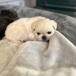 Banjo - Cream Pekingese puppy in Marshall, North Carolina from Wild Flower Pekingese