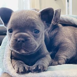 French Bulldog Puppies from French Paws