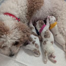 Cavapoo Puppies from Crystal Coast Cavapoodles