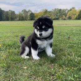 Alaskan Malamute Puppies from Fawn River Malamutes