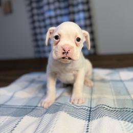 Boy 2 - White male Boxer puppy in Prestonsburg, Kentucky from Bre’s Boxers
