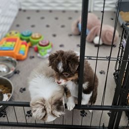 Toy Australian Shepherd Puppies from Reflections of Star Crest Kennel