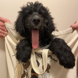 Bernedoodle Puppies from Doggy Darlins