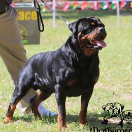 Rocky - Rottweiler