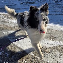 Kangaroo Jack - White blue merle male Shetland Sheepdog puppy in Greenfield, Ohio from Kayla's Shelties