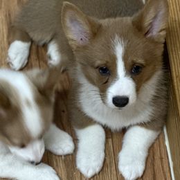 Ember - Sable and white male American Corgi puppy in Hico, Texas from Chisholm Trail Kennels