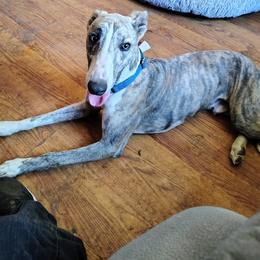 ASHTON - Blue brindle male Whippet puppy in Goldendale, Washington from Amulet Charm