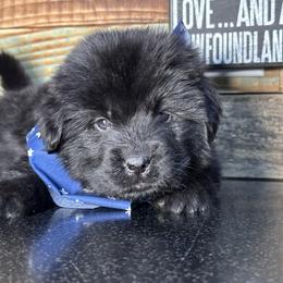 Sagittarius - Black male Newfoundland puppy in Tully, New York from Bear Paw Newfoundlands