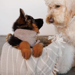 German Shepherd Puppies from Salty Raccoon Ranch German Shepherds