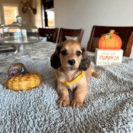 Caroline - Cream female Dachshund puppy in Molino, Florida from Dooney's Dachshunds
