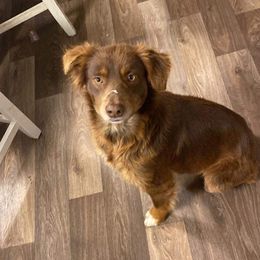 Maggie - Miniature Australian Shepherd