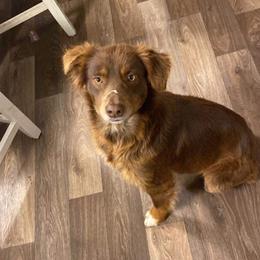 Maggie - Miniature Australian Shepherd