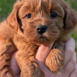 Lyric - Red and white female Shihpoo puppy in Coshocton, Ohio from Forever Family Puppies