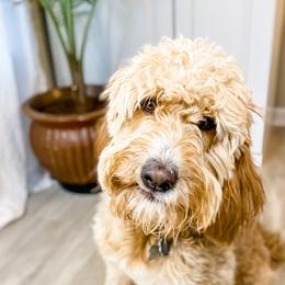 Layla - Goldendoodle