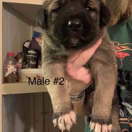 Male 2 - Fawn male Anatolian Shepherd Dog puppy in Daggett, Michigan from T&S Anatolians