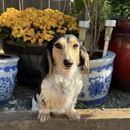 Rain - Dachshund