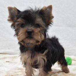 Brookie TEACUP - Blue and gold female Yorkshire Terrier puppy in Monticello, Iowa from Ashley’s Puppies