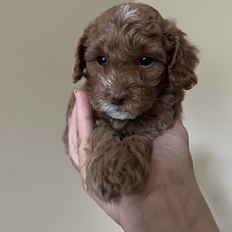 Girl 1 - Red  Goldendoodle puppy in Wendell, North Carolina from Doodles of Cedar Creek Farm