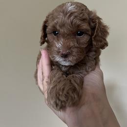 Girl 1 - Red  Goldendoodle puppy in Wendell, North Carolina from Doodles of Cedar Creek Farm