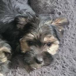 Minnie - Black and tan female Morkie puppy in Gloucester, Virginia from Jenkins Morkies