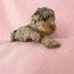 Purple Collar Girl - Chocolate merle female Bernedoodle puppy in Port Charlotte, Florida from Islands Wheatens and Poodles
