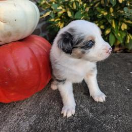 Australian Shepherd Puppies from Blosenski Aussies