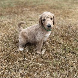 Prancer - Apricot male Goldendoodle puppy in Inez, Texas from Heavenly H Doodles