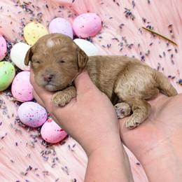 Girl 4 - Cream female Cavapoo puppy in Coshocton, Ohio from Forever Family Puppies