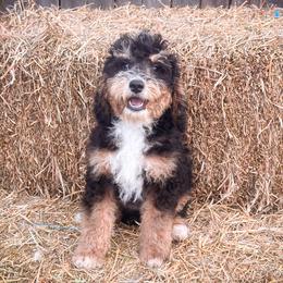 Girl 3 - Grey and white female Bernedoodle puppy in Montrose, Michigan from Livy’s Doodles