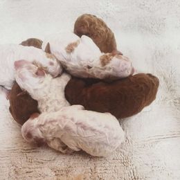 Poodle puppies from Nine Pines Poodles