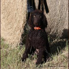 Talle - Irish Water Spaniel