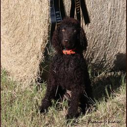 Talle - Irish Water Spaniel