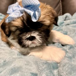Shih Tzu Puppies from Wanda M Golden