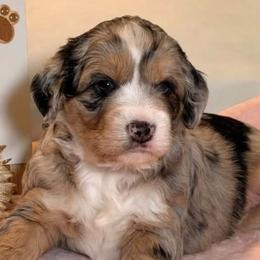 Aussiedoodles from Pillar Aussiedoodles