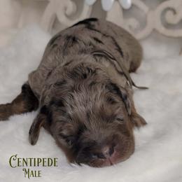 Centipede - Merle male Goldendoodle puppy in Beecher, Illinois from Erica’s Doodles