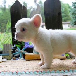French Bulldog Puppies from Fren She Kisses