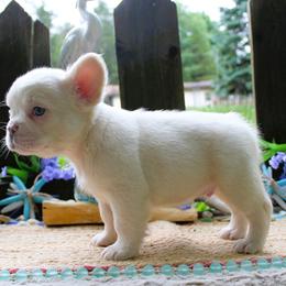 French Bulldog Puppies from Fren She Kisses