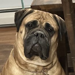 Stormy  - Bullmastiff