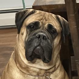 Stormy  - Bullmastiff