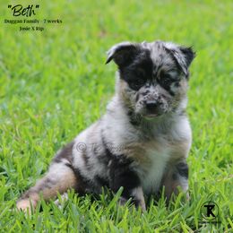 Australian Shepherd, Miniature American Shepherd, Miniature Australian Shepherd, and Toy Australian Shepherd Puppies from TK Standard, Mini, & Toy Aussies