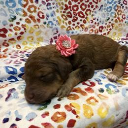 Pink - Sable female Poodle puppy in Houma, Louisiana from Smart Azz Poodles