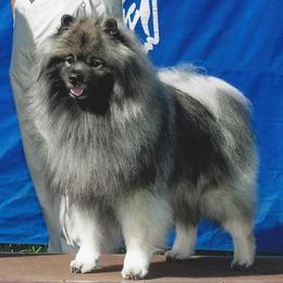 Keeshond All Grown Up from Geatland Keeshonden