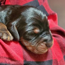 Boy 4 - male Gordon Setter puppy in from Katherine's Golden Retrievers, Gordon Setters, and English Setters