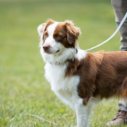 Sweden - Miniature American Shepherd
