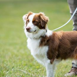 Sweden - Miniature American Shepherd