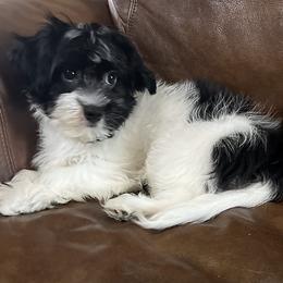 Havanese Puppies from 3 Bs Havanese