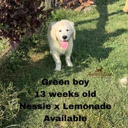 Green boy - Light golden male Golden Retriever puppy in Knoxville, Tennessee from Autumn Lane Goldens