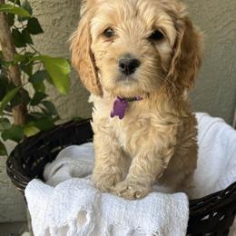Cavalier King Charles Spaniel and Cavapoo Puppies from Catella Cavaliers and Cavapoos